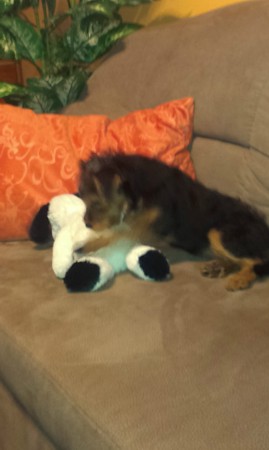 Wenn Daisy nich schmusen will, muss mein Stoffhund herhalten