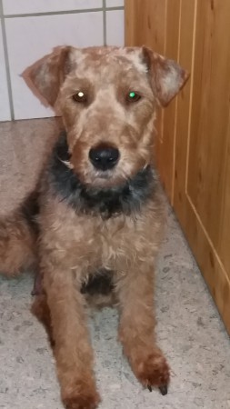 Daisy durfte endlich wieder einen Wellnesstag einlegen, Frisör, usw.....